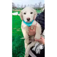 Foto dell\'animale Comune di Corigliano-Rossano - 380260044284327