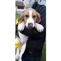 Foto dell\'animale Comune di Corigliano-Rossano - 380260044284002