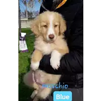 Foto dell\'animale Comune di Corigliano-Rossano - 380260044282493