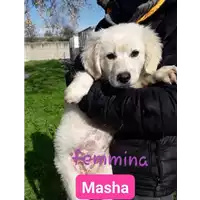 Foto dell\'animale Comune di Corigliano-Rossano - 380260044219336