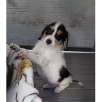 Foto dell\'animale Comune di Corigliano-Rossano - 380260044218612