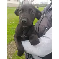 Foto dell\'animale Comune di Corigliano-Rossano - 380260044251535