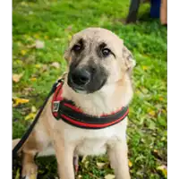 Foto dell\'animale Comune di Corigliano-Rossano - 380260044283688