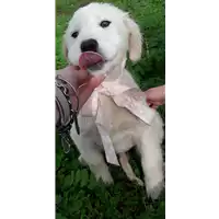 Foto dell\'animale Comune di Corigliano-Rossano - 380260044283929