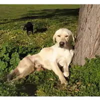 Foto dell\'animale Comune di Corigliano-Rossano - 380260044283460