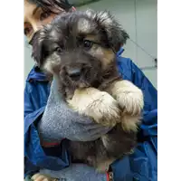 Foto dell\'animale Comune di Corigliano-Rossano - 380260044219493