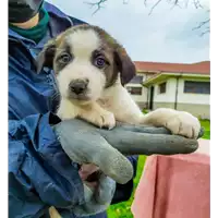 Foto dell\'animale Comune di Corigliano-Rossano - 380260044286381