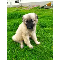 Foto dell\'animale Comune di Corigliano-Rossano - 380260044219323