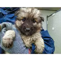 Foto dell\'animale Comune di Corigliano-Rossano - 380260044219489