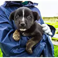 Foto dell\'animale Comune di Corigliano-Rossano - 380260044285747