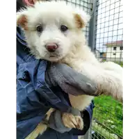 Foto dell\'animale Comune di Corigliano-Rossano - 380260044219356