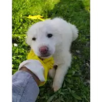 Foto dell\'animale Comune di Corigliano-Rossano - 380260044218905