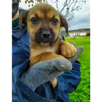 Foto dell\'animale Comune di Corigliano-Rossano - 380260044285665