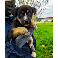 Foto dell\'animale Comune di Corigliano-Rossano - 380260044218921