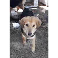 Foto dell\'animale Comune di Corigliano-Rossano - 380260044266711