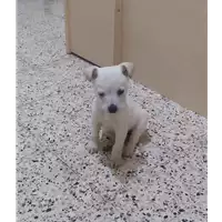 Foto dell\'animale Comune di Corigliano-Rossano - 380260044285582