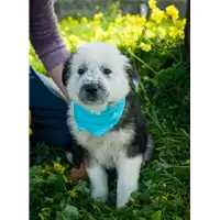 Foto dell\'animale Comune di Corigliano-Rossano - 380260044285744