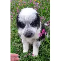 Foto dell\'animale Comune di Corigliano-Rossano - 380260044285976