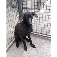 Foto dell\'animale Comune di Corigliano-Rossano - 380260044266785