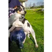 Foto dell\'animale Comune di Corigliano-Rossano - 380260044251696