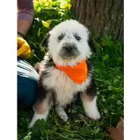 Foto dell\'animale Comune di Corigliano-Rossano - 380260044285545