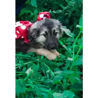 Foto dell\'animale Comune di Corigliano-Rossano - 380260044218888