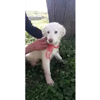 Foto dell\'animale Comune di Corigliano-Rossano - 380260044219148