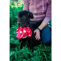 Foto dell\'animale Comune di Corigliano-Rossano - 380260044283972