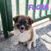 Foto dell\'animale Comune di Corigliano-Rossano - 380260044285714