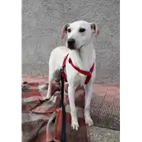Foto dell\'animale Comune di Corigliano-Rossano - 380260044219186