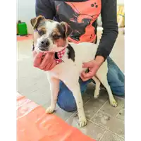 Foto dell\'animale Comune di Corigliano-Rossano - 380260044285900