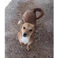 Foto dell\'animale Comune di Corigliano-Rossano - 380260044286013