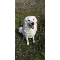 Foto dell\'animale Comune di Corigliano-Rossano - 380260044283131