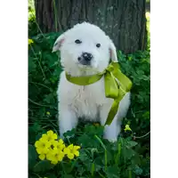 Foto dell\'animale Comune di Corigliano-Rossano - 380260044254073