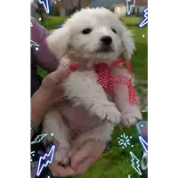 Foto dell\'animale Comune di Corigliano-Rossano - 380260044285880
