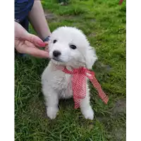 Foto dell\'animale Comune di Corigliano-Rossano - 380260044285808