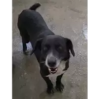 Foto dell\'animale Comune di Corigliano-Rossano - 380260040378676