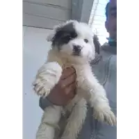 Foto dell\'animale Comune di Corigliano-Rossano - 380260044254250