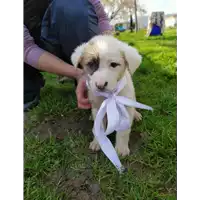 Foto dell\'animale Comune di Corigliano-Rossano - 380260044285556