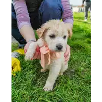 Foto dell\'animale Comune di Corigliano-Rossano - 380260044285830