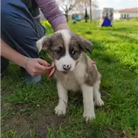Foto dell\'animale Comune di Corigliano-Rossano - 380260044285701