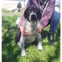 Foto dell\'animale Comune di Corigliano-Rossano - 380260044219419