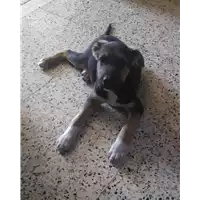 Foto dell\'animale Comune di Corigliano-Rossano - 380260044285940