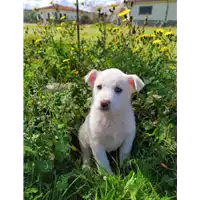 Foto dell\'animale Comune di Corigliano-Rossano - 380260044285678