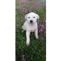 Foto dell\'animale Comune di Corigliano-Rossano - 380260044285646