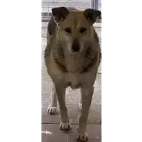 Foto dell\'animale Comune di Corigliano-Rossano - 380260040379123
