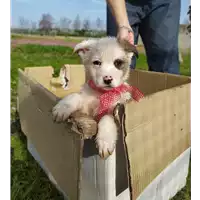 Foto dell\'animale Comune di Corigliano-Rossano - 380260044285957