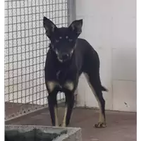 Foto dell\'animale Comune di Corigliano-Rossano - 380260044218840