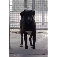 Foto dell\'animale Comune di Corigliano-Rossano - 380260044219218