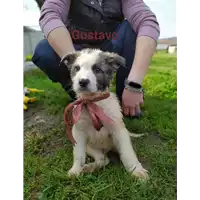 Foto dell\'animale Comune di Corigliano-Rossano - 380260044286024